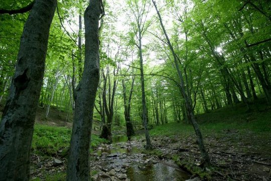 Istranca ormanları ziyaretçilerine görsel şölen sunuyor
