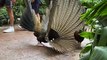 Female Pheasant Not Impressed by Mating Dance