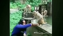 Funny Animal   Funny Human Riding Animal Fails Try Not To Laugh Videos