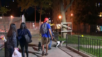 شاهد: في نيويورك... كلاب الصيد وأصحابها في مهمة لوقف غزو الفئران