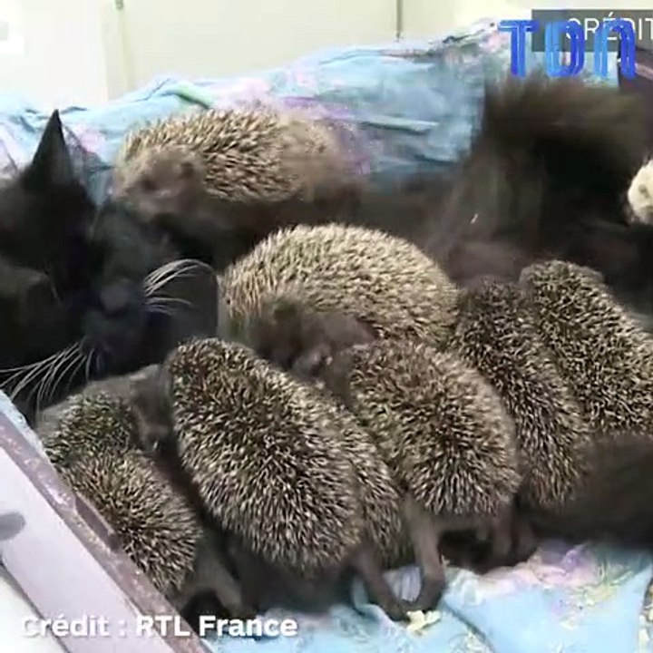 Une chatte se retrouve à allaiter une portée… d...