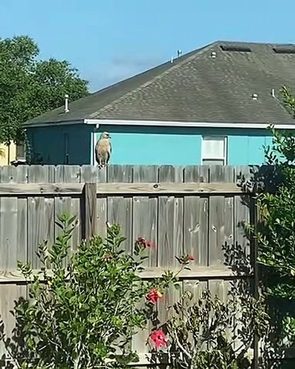 Protective Mockingbird Pesters Hawk Into Flying Away