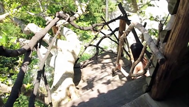 Sayashi Riho - ~Greeting~ Part 1