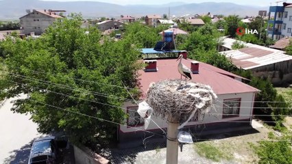 Sokağın simgesi 'Beyaz Pamuk ve Leylek Baba' yavrularıyla görüntülendi
