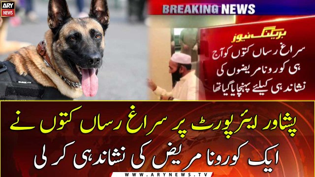 Sniffer dogs detect Covid-infected passenger at Peshawar airport