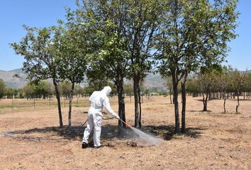 BİTLİS'TE TARLALARA ZARAR VEREN ÇEKİRGELERLE MÜCADELE