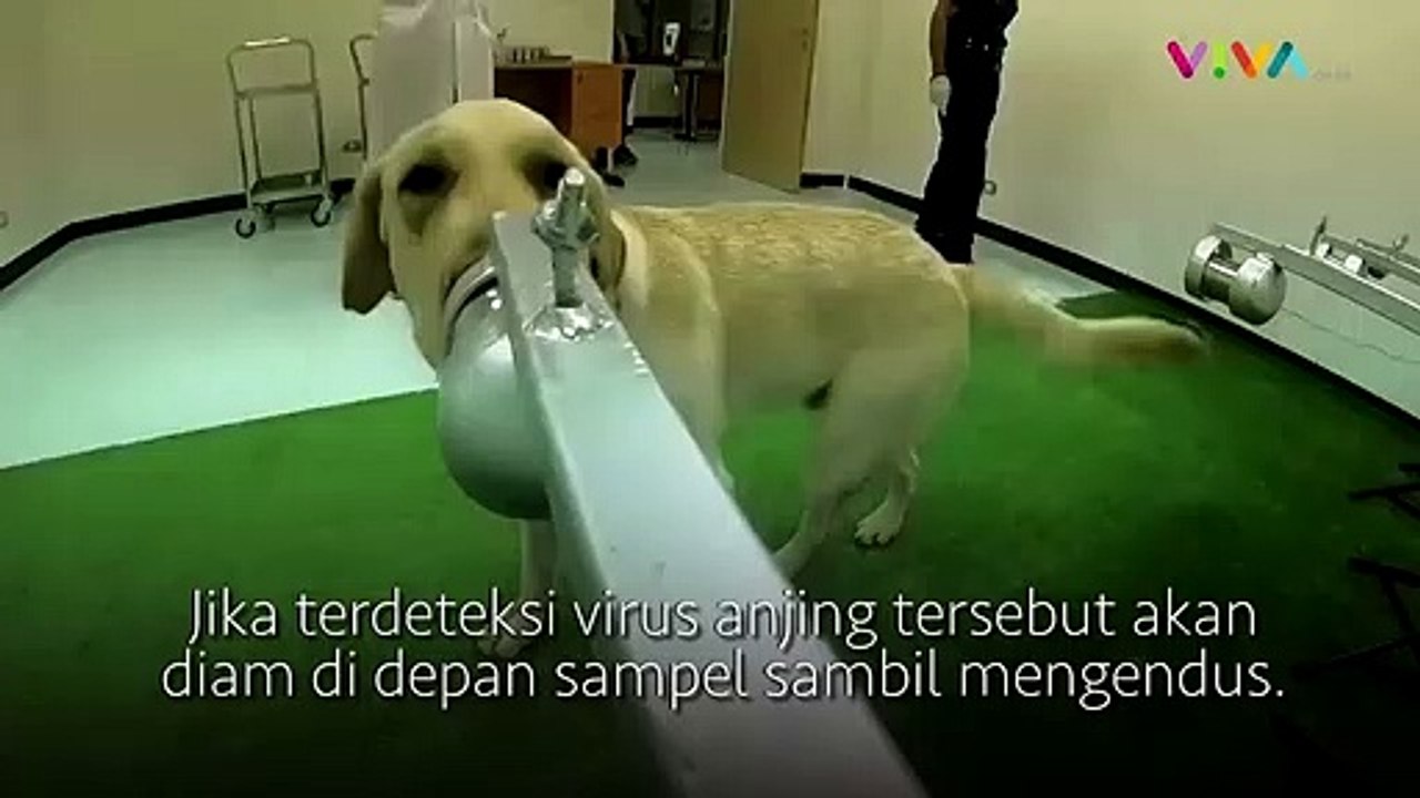 Thailand Latih Anjing Untuk Deteksi COVID-19
