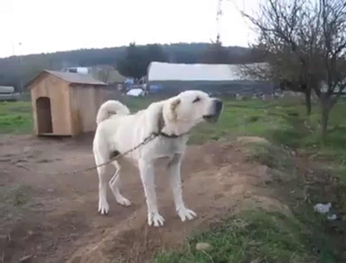 ⁣KAR BEYAZ ADAMCI COBAN KOPEGi - ANATOLiAN SHEPHERD DOG