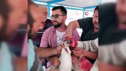 Gagasına misina dolanmış martıyı böyle kurtardılar