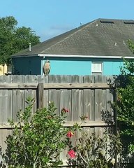 Protective Mockingbird Pesters Hawk Into Flying Away