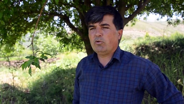 BİTLİS - Popülasyonu artan çekirgeler çiftçileri tedirgin ediyor