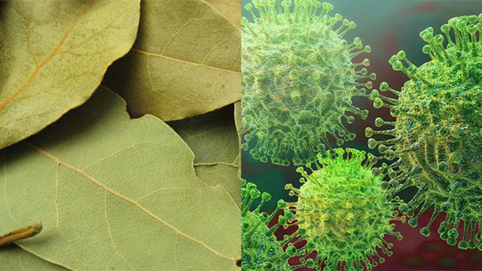 ⁣Coronavirus : Immunity बढ़ाने में बेहद कारगर है ये 1 चीज, जरूर करें इस्तेमाल | Boldsky