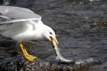 VAN'DA MARTILARIN İNCİ KEFALİ NÖBETİ