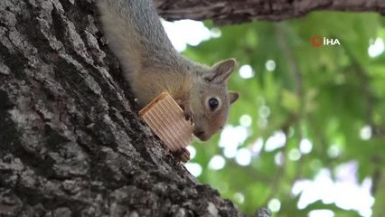 "Tonton" sincap, öğretmenevinin maskotu oldu