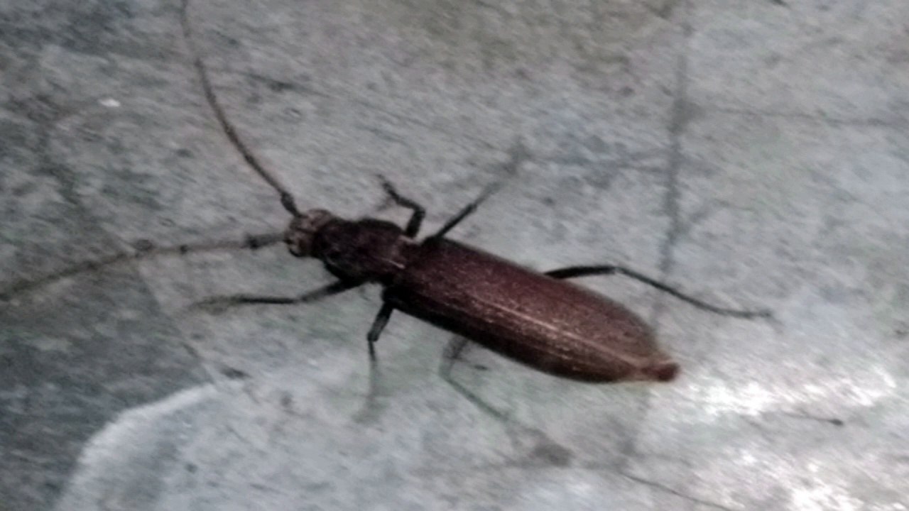 An insect play video