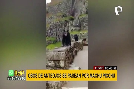 Osos de anteojos son captados paseando en ciudadela de Machu Picchu