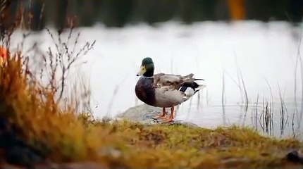 مقطع حديث رديه رديه رديه أعجبني أن يكون في بيتي