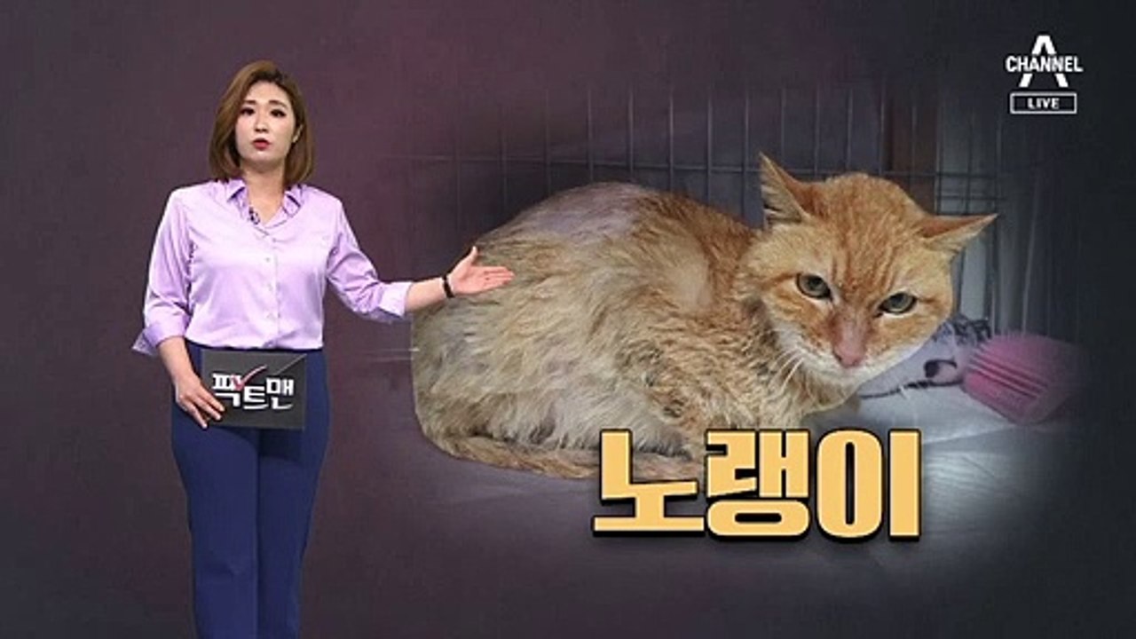 [팩트맨]“‘터줏대감 고양이’ 물어 죽인 개”…주인 처벌은?