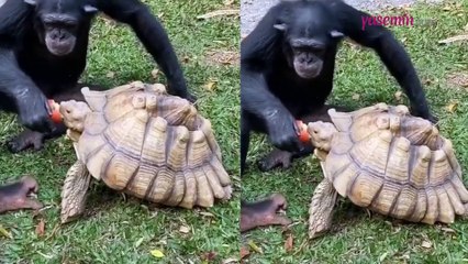 Elmasını kaplumbağayla paylaşan şempanze beğeni rekoru kırdı!