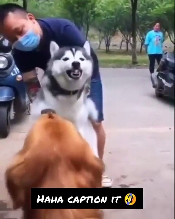 Cutest dogs video compilation  ever ♥️