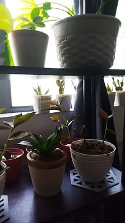 plantito