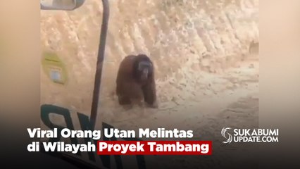 Viral Orang Utan Melintas di Wilayah Proyek Tambang