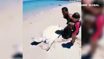 Kuma saplanan deniz kaplumbağasının hayatını böyle kurtardılar