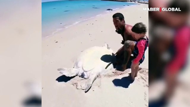 Kuma saplanan deniz kaplumbağasının hayatını böyle kurtardılar