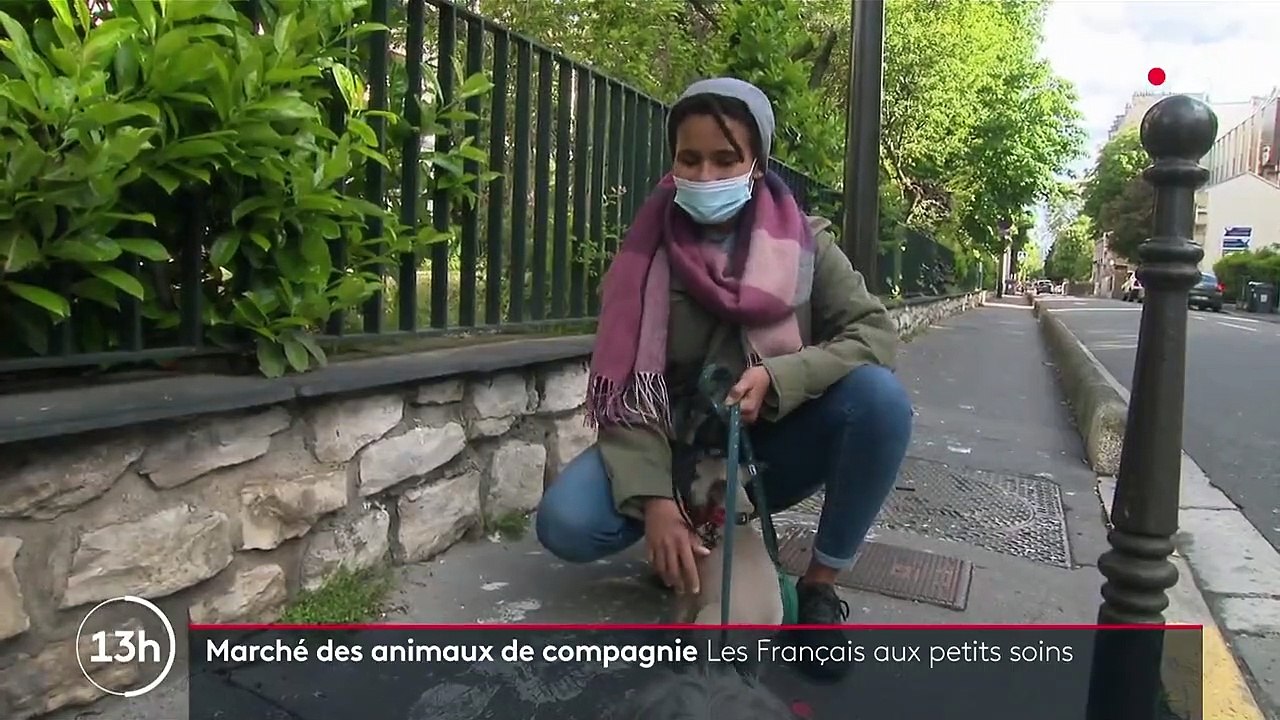 Animaux de compagnie : les Français de plus en plus dépensiers