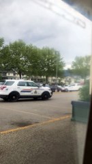 Bear Cub Wanders Past Shops