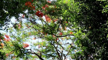 พิษณุโลก  สองหนุ่มธุรกิจรับเหมาก่อสร้างกระทบโควิดหันมาขายต้นฟิโลเดนดรอนก้านส้มด่าง ราคาสูงถึงต้นละ 1.3 ล้าน