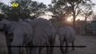 Orphaned Elephants Get Second Chance at Zimbabwe Protected Wildlife Area