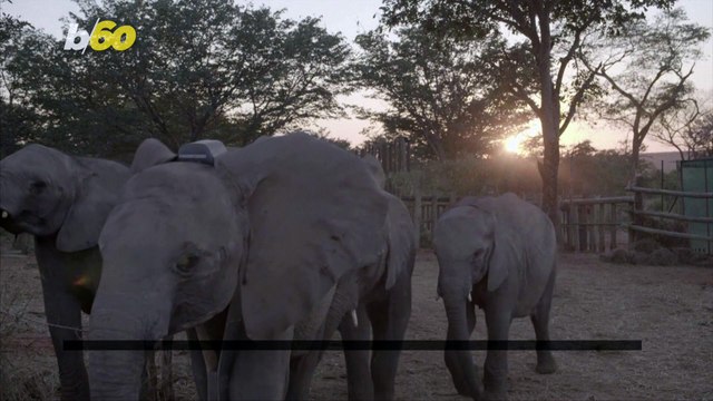 Orphaned Elephants Get Second Chance at Zimbabwe Protected Wildlife Area