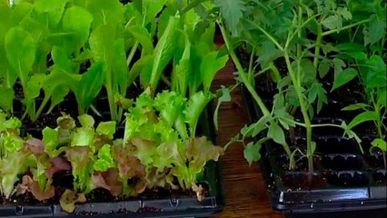 bd-conozca-la-hidroponia-sus-caracteristicas-y-ventajas-240521