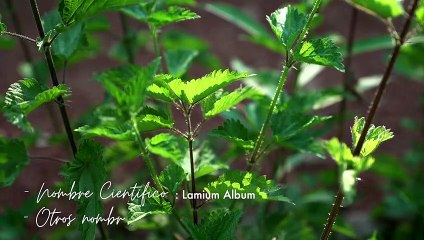 Ortiga ¿para qué sirve - Propiedades medicinales