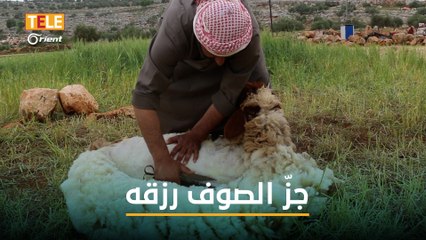 جز صوف الأغنام.. مهنة يعتاش منها شريف وأطفاله الـ 6 منذ 15 عاما