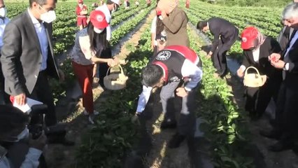Son dakika haber! Bakan Pakdemirli, Yayladağı ilçesinde çilek hasadına katıldı