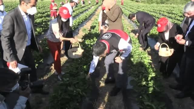 Son dakika haber! Bakan Pakdemirli, Yayladağı ilçesinde çilek hasadına katıldı