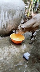 Self-sufficient Cow Turns Faucet for Water