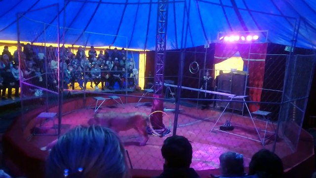 Lioness Turns on Trainer During Russian Circus Performance