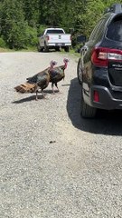 Turkeys Peck at Parked Car