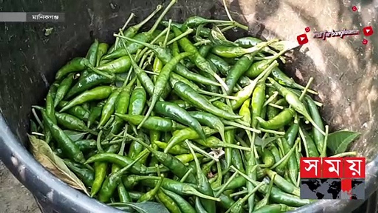 বাম্পার ফলনেও লাভের মুখ দেখছেন না মরিচ চাষিরা! - Manikganj News - Chilli - Somoy TV