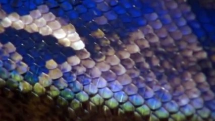 Attenborough in high quality  Fully Grown Python eating a Deer