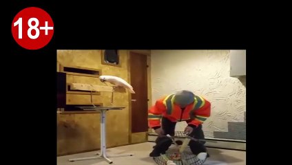 FUNNY 18+ | THE PARROT CURSES ITS BOSS