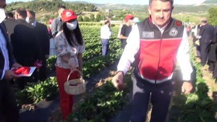Bakan Pakdemirli, Yayladağı’nda çilek hasadına katıldı