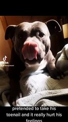 Dog Doesn't Like it When You Pretend to Steal His Toenail