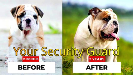 TOP 10 DOG BREEDS, FROM PUPPY TO ADULT  Pawsome Facts