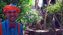 Blippi visita un zoológico (Phoenix Zoo) | Compilación | Videos de animales para niños part 1