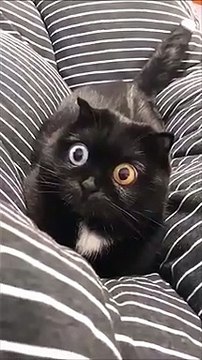 Ce chat peut vous hypnotiser avec ses yeux