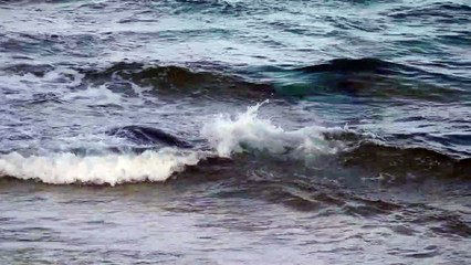 Quick Seal Catches Salmon for Dinner